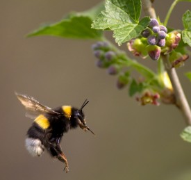 bumble-bees-do-fly